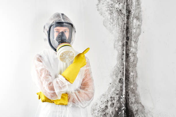 Mold Odor Removal Services in Anthem, AZ